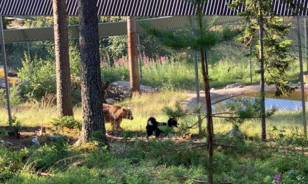 The zoo is adjacent to the campsite and can be visited after a fence test if you have the family with you. Or why not continue and visit Wästgård