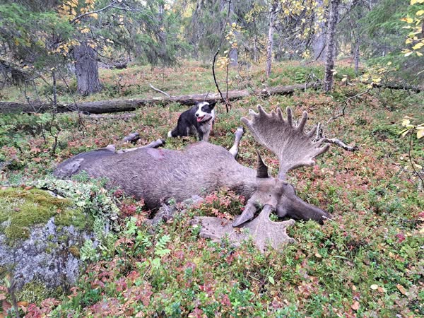 valpar väntas i början av April