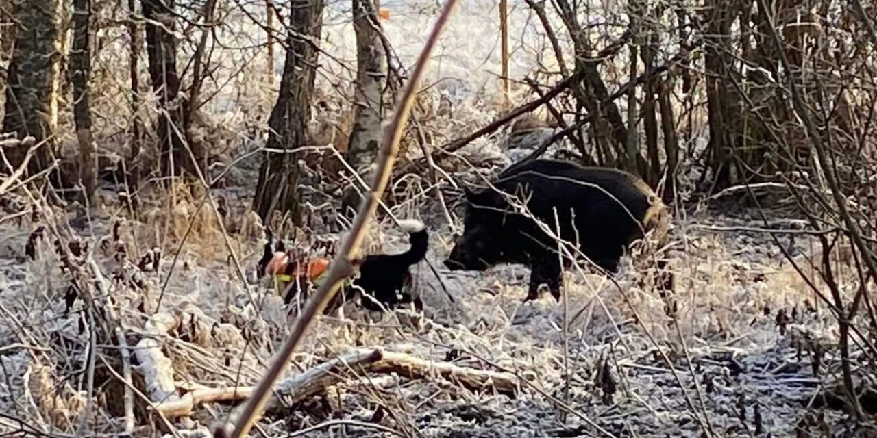 Medlemsaktivitet i vildsvinshägn 23/5