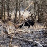 Medlemsaktivitet i vildsvinshägn 23/5