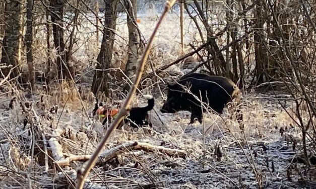 Medlemsaktivitet i vildsvinshägn 23/5