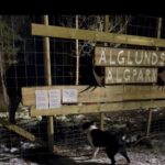 INSTÄLLT!! (Älglunds Älgpark)