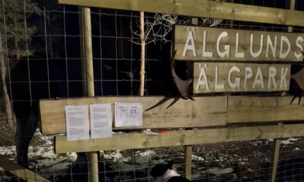 ОТМЕНЕНО!! (Эльглундский лосиный парк)