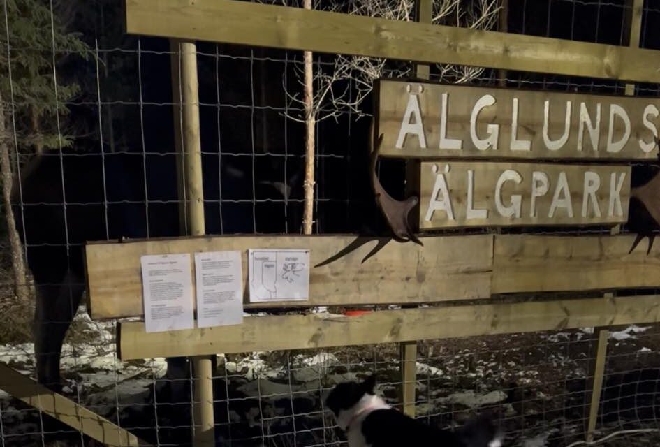 INSTÄLLT!! (Älglunds Älgpark)