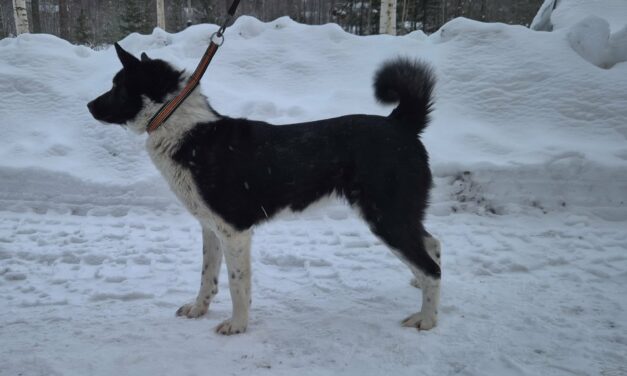 Планируемый спаривания