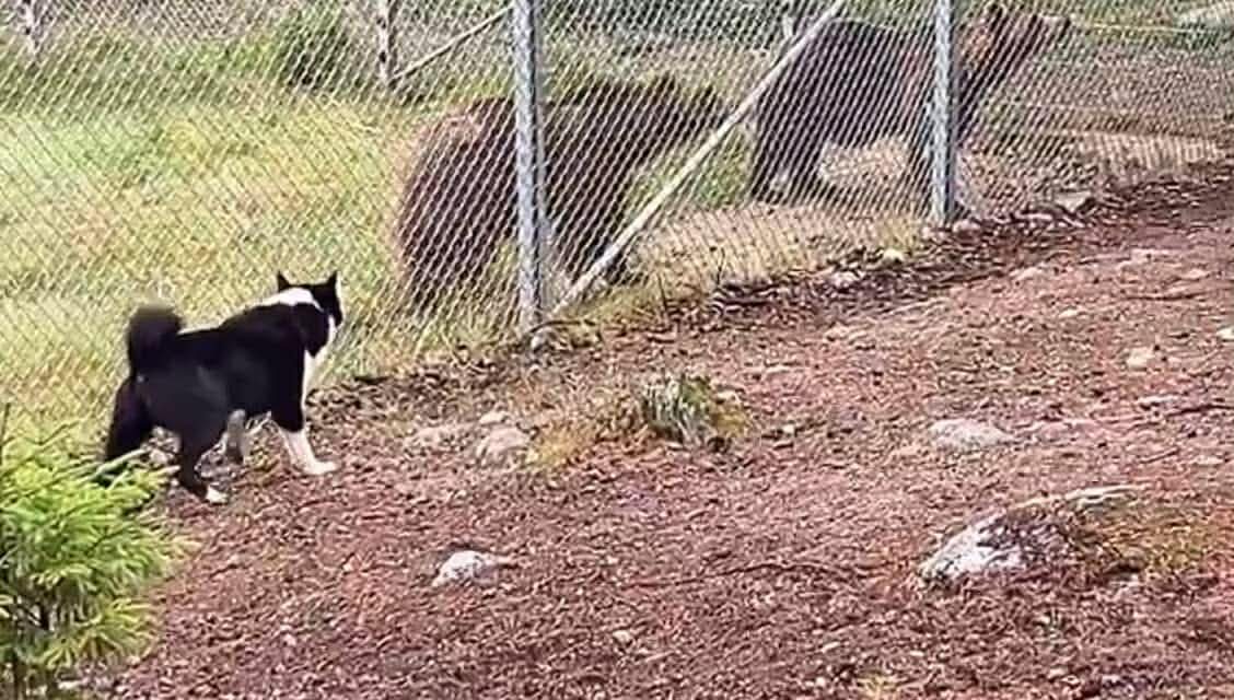 Karhukoe Junselessa 2026