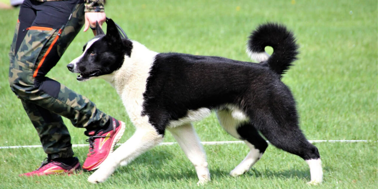 Planerad parning månadsskiftet April/Maj