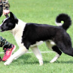 Planerad parning månadsskiftet April/Maj