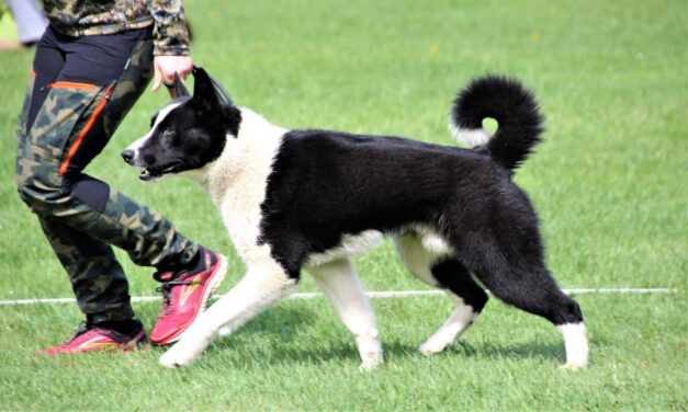 Planerad parning månadsskiftet April/Maj