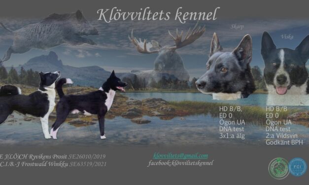 Valpar väntas vecka 34